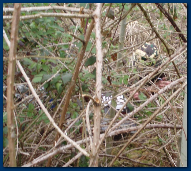 600x535 pixels (175K)